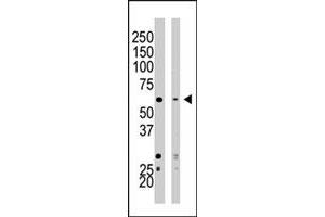 Western blot analysis of SETD8 polyclonal antibody  in HeLa cell lysate (Lane 1) and NIH/3T3 cell lysate (Lane 2) . (SETD8 antibody  (AA 25-53))
