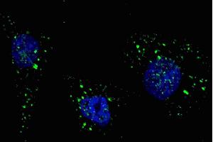Fluorescent image of  cells stained with PI3KC3 (S34) antibody. (PIK3C3 antibody  (AA 14-39))