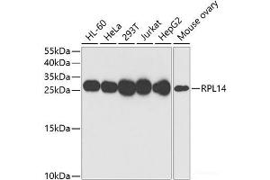 Western blot analysis of extracts of various cell lines using RPL14 Polyclonal Antibody at dilution of 1:1000. (RPL14 antibody)