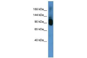 Western Blot showing Abcf1 antibody used at a concentration of 1-2 ug/ml to detect its target protein. (ABCF1 antibody  (C-Term))