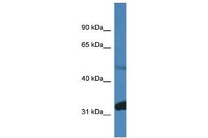 WB Suggested Anti-Ppp2r2d Antibody Titration: 1. (PPP2R2D antibody  (C-Term))