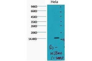 Western Blot (WB) analysis of HeLa, diluted at 1:2000. (Histone 3 antibody  (H3K79me2))