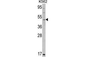 Western blot analysis of GATA2 Antibody (C-term) in K562 cell line lysates (35 µg/lane). (GATA2 antibody  (C-Term))