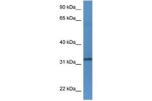 WB Suggested Anti-Tspan33 Antibody Titration: 1. (TSPAN33 antibody  (C-Term))