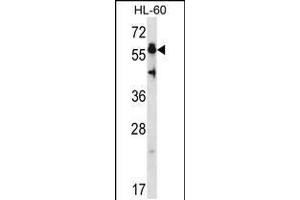 Western blot analysis in HL-60 cell line lysates (35ug/lane). (HSF4 antibody  (N-Term))