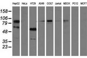 Western blot analysis of extracts (35 µg) from 9 different cell lines by using anti-PIK3AP1 monoclonal antibody.