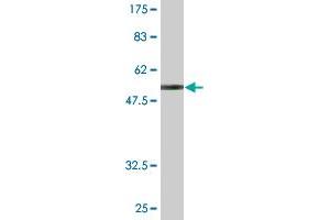 Western Blotting (WB) image for anti-Major Histocompatibility Complex, Class II, DQ beta 2 (HLA-DQB2) (AA 1-231) antibody (ABIN516503)