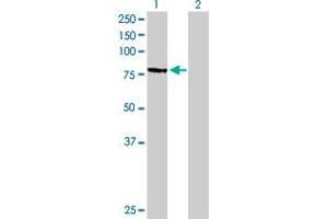 Western Blot analysis of MPP3 expression in transfected 293T cell line by MPP3 MaxPab polyclonal antibody.