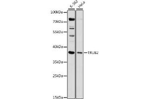 Western blot analysis of extracts of various cell lines, using TRUB2 antibody (ABIN7271015) at 1:1000 dilution. (TRUB2 antibody  (AA 122-331))