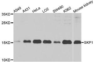 Western blot analysis of extracts of various cell lines, using SKP1 antibody (ABIN5971391) at 1/1000 dilution. (SKP1 antibody)
