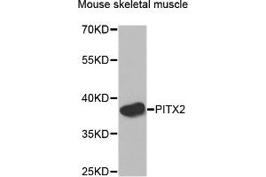 Western blot analysis of extracts of Mouse skeletal muscle cells, using PITX2 antibody. (PITX2 antibody)