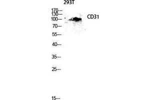 Western Blot (WB) analysis of 293T lysis using CD31 antibody.