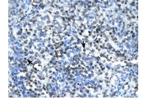 Claudin 17 antibody was used for immunohistochemistry at a concentration of 4-8 ug/ml to stain Spleen cells (arrows) in Human Spleen. (Claudin 17 antibody  (Middle Region))