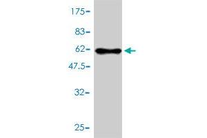 Western Blot detection against Immunogen (61. (HMGCL antibody  (AA 1-325))