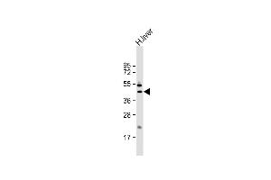 Anti-GOT1 Antibody (N-term) at 1:1000 dilution + human liver lysate Lysates/proteins at 20 μg per lane.