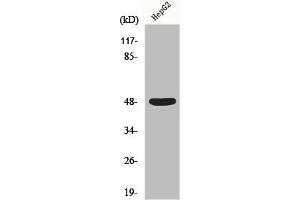 Western Blot analysis of HepG2 cells using Enolase Polyclonal Antibody (ENO2/NSE antibody  (C-Term))