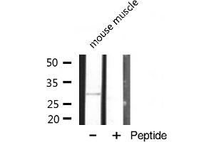Western blot analysis of MRPL10 expression in mouse muscle lysate (MRPL10 antibody  (C-Term))