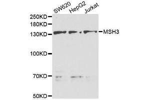 Western blot analysis of extracts of various cell lines, using MSH3 antibody. (MSH3 antibody  (AA 617-761))