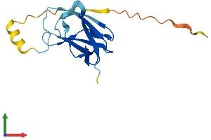 AlphaFold protein structure predicition of Human Recombinant VHLL Protein, UniprotID Q6RSH7 (VHLL Protein (AA 1-139) (His tag))