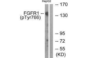Western blot analysis of extracts from HepG2 cells, treated with EGF (200ng/ml, 30mins), using FGFR1 (Phospho-Tyr766) antibody. (FGFR1 antibody  (pTyr766))