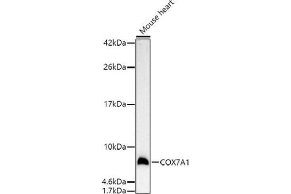 COX7A1 antibody  (AA 1-79)