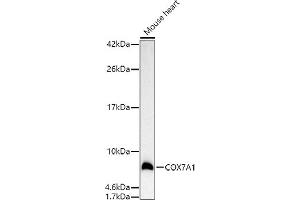 Western blot analysis of extracts of Mouse heart, using COX7 antibody (4721) at 1:500 dilution. (COX7A1 antibody  (AA 1-79))
