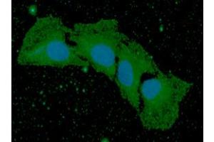 ICC/IF analysis of BMP8b in HaLe cells. (BMP8B antibody  (AA 264-402))
