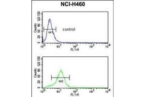 ESRRB Antibody (Center) (ABIN653004 and ABIN2842636) flow cytometric analysis of NCI- cells (bottom histogram) compared to a negative control cell (top histogram). (ESRRB antibody  (AA 275-305))
