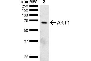 Western blot analysis of Mouse Brain showing detection of ~55. (AKT1 antibody  (AA 100-200) (HRP))