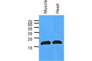 Image no. 2 for anti-Myoglobin (MB) (AA 1-154), (N-Term) antibody (ABIN953585) (Myoglobin antibody  (N-Term))