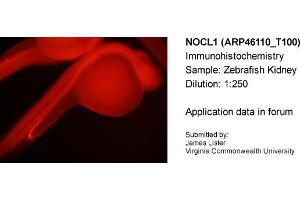 Sample Type: Zebrafish KidneyDilution: 1:250 (NOLC1 antibody  (C-Term))