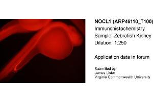 Sample Type: Zebrafish KidneyDilution: 1:250 (NOLC1 antibody  (C-Term))