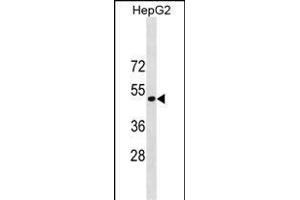 ST6GAL1 Antibody (Center) (ABIN1881841 and ABIN2838853) western blot analysis in HepG2 cell line lysates (35 μg/lane). (ST6GAL1 antibody  (AA 178-206))