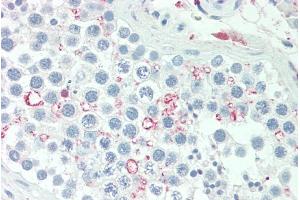 ABIN5539660 (5µg/ml) staining of paraffin embedded Human Testis. (ADIG antibody  (AA 41-52))