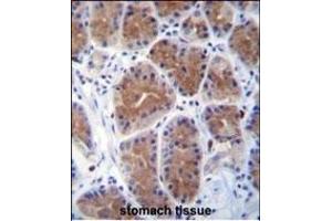 MID1IP1 Antibody (N-term) (ABIN656689 and ABIN2845926) immunohistochemistry analysis in formalin fixed and paraffin embedded human stomach tissue followed by peroxidase conjugation of the secondary antibody and DAB staining. (m1ip1 antibody  (N-Term))