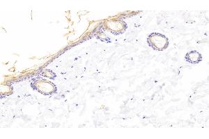Detection of KL in Rat Skin Tissue using Polyclonal Antibody to Klotho (KL) (Klotho antibody  (AA 517-956))