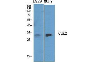 Western Blot (WB) analysis of specific cells using Cdk2 Polyclonal Antibody. (CDK2 antibody  (C-Term))