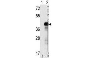 Image no. 2 for anti-SRY (Sex Determining Region Y)-Box 2 (SOX2) (N-Term) antibody (ABIN357437) (SOX2 antibody  (N-Term))