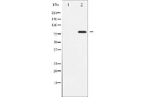 PKC theta antibody  (pSer676)