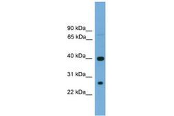 TREML2 antibody  (AA 101-150)