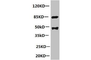 All lanes: Mouse anti-human Platelet-activating factor acetylhydrolase monoclonal Antibody at 1 μg/mL Lane 1:mouse spleen tissue Secondary:HRP labeled Goat polyclonal to Mouse IgG at 1/3000 dilution Predicted band size : 48kd Observed band size : 44kd Additional bands at: 85kd (PLA2G7 antibody)