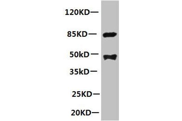 PLA2G7 antibody