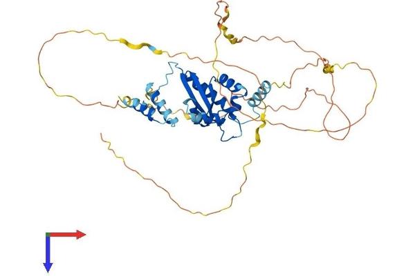 KHDRBS1 Protein (AA 1-443) (His tag)