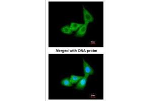 ICC/IF Image Immunofluorescence analysis of paraformaldehyde-fixed A549, using Cortisol Binding Globulin, antibody at 1:200 dilution. (Cortisol Binding Globulin antibody  (Center))