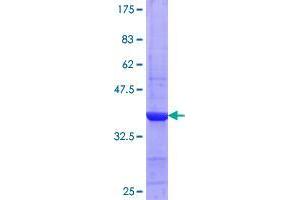 Copine IV Protein (CPNE4) (AA 24-130) (GST tag)