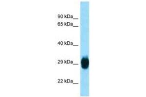 SKA1 antibody  (AA 51-100)