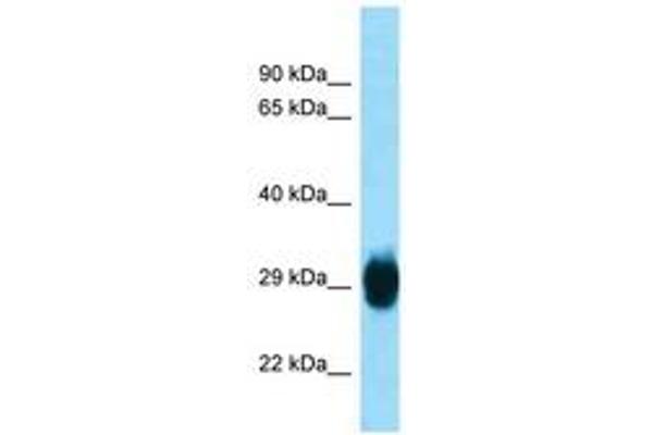SKA1 anticorps  (AA 51-100)