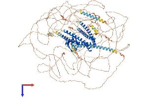 AlphaFold protein structure predicition of Human Recombinant SHROOM4 Protein, UniprotID Q9ULL8 (Shroom Family Member 4 (SHROOM4) (AA 1-1493) protein (His tag))