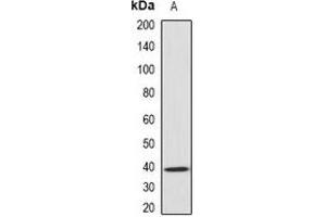 Western blot analysis of GNAO1 expression in mouse brain (A) whole cell lysates. (GNAO1 antibody)