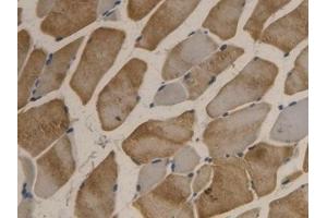 Immunohistochemistry (IHC) image for anti-Apolipoprotein B (APOB) (AA 2747-2913) antibody (ABIN7429130)
